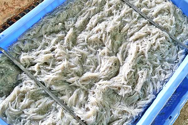 紀伊水道で水揚げされたばかりの新鮮なしらす